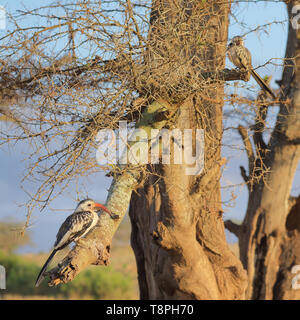 Red Bill Hornbill, Zazu di The Lion King, nel Parco Nazionale Tsavo Kenya Africa orientale Foto Stock