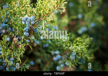 Il ginepro (Juniperus) frutti sulla boccola, piante di conifere. Foto Stock