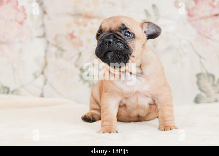 Bulldog francese cucciolo ritratto su color crema pallido sfondo luminoso Foto Stock