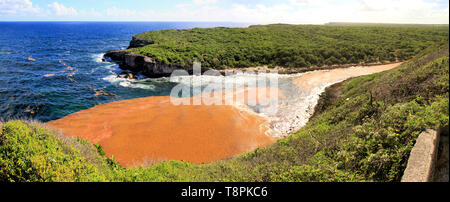 Linee di sargassum si estendono per chilometri lungo la superficie dell'oceano, Guadalupa, isole dei Caraibi, Francia Foto Stock