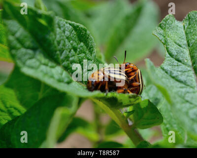 Due coleotteri del Colorado su foglia di patate. Accoppiamento di Leptinotarsa decemliniata, Solanum tuberosum Foto Stock