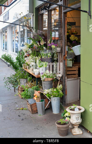 Il vero fiore azienda shop in cale Street, a Chelsea, Londra, Inghilterra Foto Stock