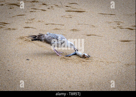 Seagull mangiare un pesce fresco appena pescato beach Foto Stock