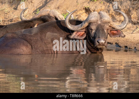 African Buffalo crogiolarsi in acqua nel sole del tardo pomeriggio, fotografato a Kruger National Park in Sud Africa. Foto Stock