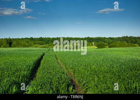 Le tracce nel grano verde, foresta e cielo blu - vista nella giornata di sole Foto Stock