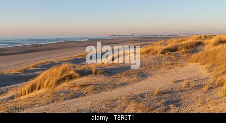 Francia, Somme, baia di Authie, Fort-Mahon, le dune di Marquenterre, a sud della baia di Authie, Berck-sur-mer in background Foto Stock