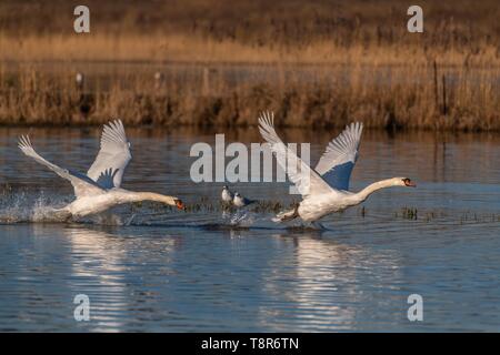 Francia, Somme, Baie de Somme Le Crotoy, in primavera, cigni (Cygnus olor) accontentarsi di nesting e di questi altamente animali territoriali caccia sistematicamente i loro congeneri Foto Stock