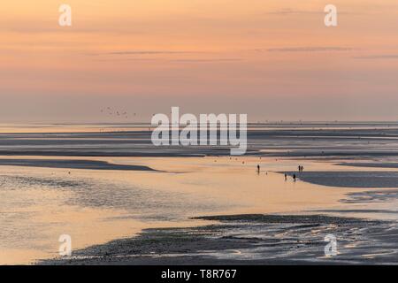 Francia, Somme, Baie de Somme Le Crotoy, il panorama sulla baia di Somme al tramonto mentre un gruppo di giovani pescatori pescare i gamberetti grigi con le loro grandi net (haveneau) Foto Stock