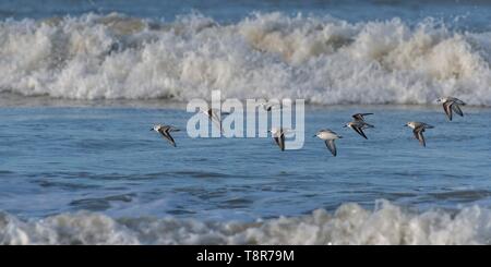 Francia, Somme Picardia Costa, Quend-Plage, Sanderling in volo (Calidris alba ) lungo la spiaggia Foto Stock