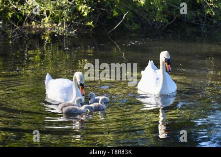 Una coppia di bianco Cigni (Cygnus olor) tendono a loro recente cygnets tratteggiata. Morchie Cray Prati, Sidcup Kent Foto Stock