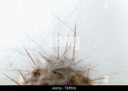 Una chiusura di Oreocereus celsianus anche chiamato 'il vecchio uomo di montagna" Foto Stock