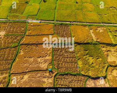 Foto da fuco, il raccolto del riso dagli agricoltori locali Foto Stock