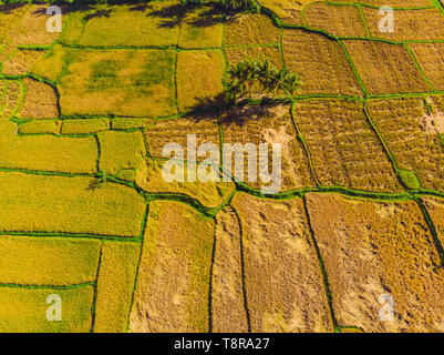 Foto da fuco, il raccolto del riso dagli agricoltori locali Foto Stock