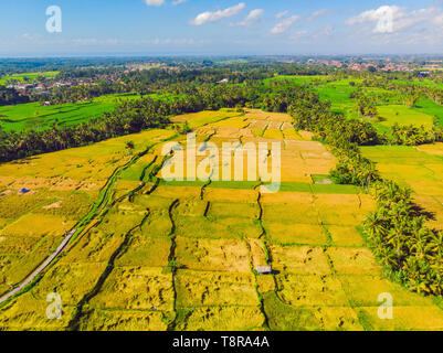 Foto da fuco, il raccolto del riso dagli agricoltori locali Foto Stock