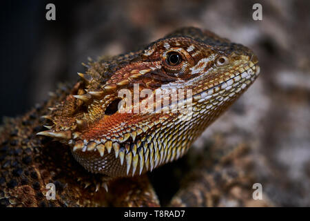 Maschio drago barbuto macro lato colore ritratto Foto Stock