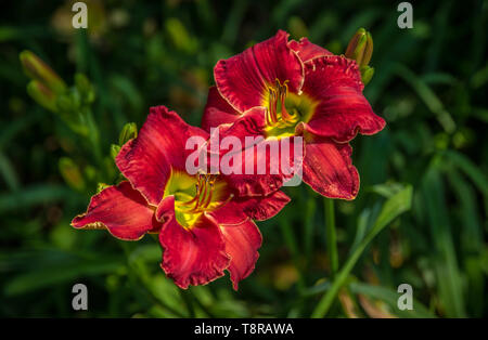 Due rosso scarlatto daylilies che fiorisce in un cluster con altri Hemerocallis in un giardino su una metà calda giornata d'estate. Foto Stock