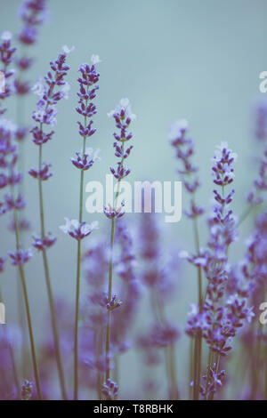 Scena di bellissimi fiori di lavanda campo Foto Stock