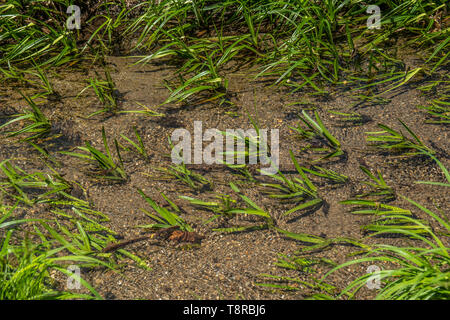 Piante verdi di andare con il flusso sul fondo di un cristallo limpido fiume Foto Stock