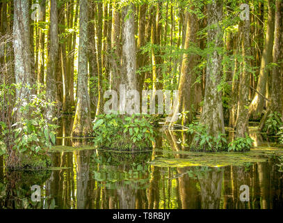 Cipressi sul lago Greenfield, North Carolina riflessioni con il sole che risplende nel mezzogiorno Foto Stock