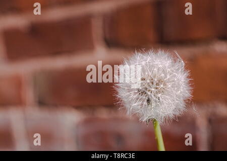 Un fiore di tarassaco capo composto da numerose piccole rosette, un muro di mattoni come sfondo. Foto Stock