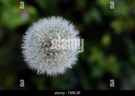 Un fiore di tarassaco capo composto da numerose piccole rosette, sfondo verde. Foto Stock