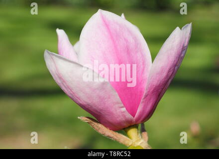 Magnolia 'Todd Gresham'. Gresham hybrid magnolia fiorisce in primavera - REGNO UNITO Foto Stock