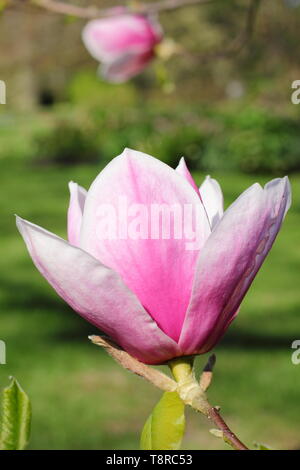 Magnolia 'Todd Gresham'. Gresham hybrid magnolia fiorisce in primavera - REGNO UNITO Foto Stock