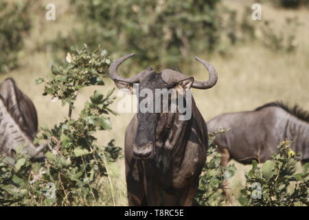 Grande Gnu allevamento alimentare sull'erba Foto Stock