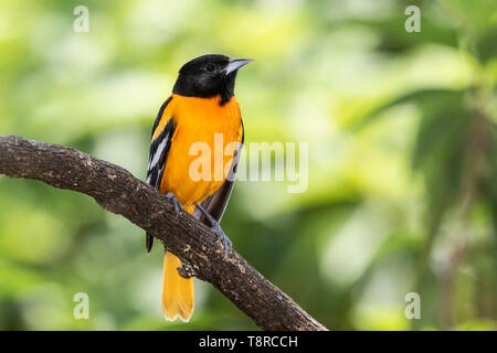 Baltimore Rigogolo, maschio adulto appollaiato sul ramo di albero, Laguna de Lagarto, Costa Rica 2 Aprile 2019 Foto Stock