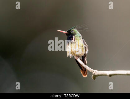 Nero-crested Coquette, Resrerva El tapiro, Costa Rica 25 Marzo 2019 Foto Stock