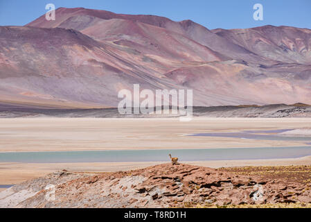 Vicuña guardando fuori sopra il Salar Aguas Calientes, il Deserto di Atacama, Cile Foto Stock