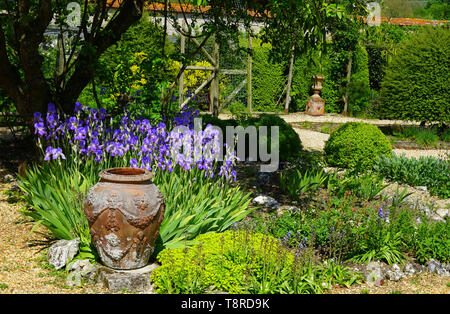 Iridi in il giardino murato a Houghton Lodge Gardens Foto Stock