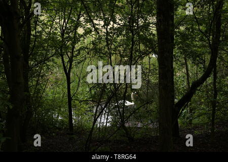 Wildlife & Natura in Essex, Gran Bretagna - White Swan nuotare in un lago, visto attraverso un arazzo di alberi. Foto Stock