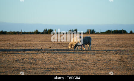 Due pecore al pascolo vicino insieme su un colpite dalla siccità azienda australiana in bassa luce dell'alba o del tramonto. Foto Stock