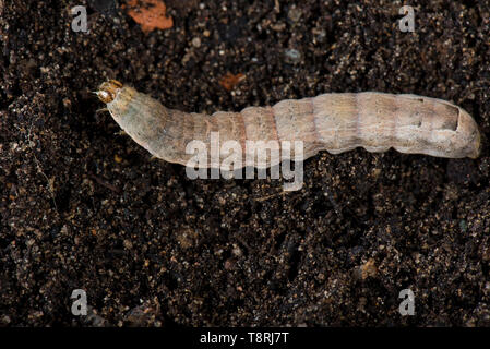 Minore underwing giallo (Noctua proviene) finale instar un caterpillar polyphagous pest e cutworm nel suolo Foto Stock