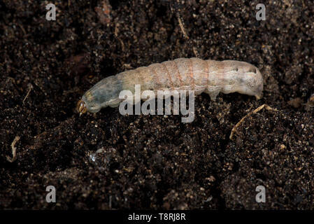 Minore underwing giallo (Noctua proviene) finale instar un caterpillar polyphagous pest e cutworm nel suolo Foto Stock