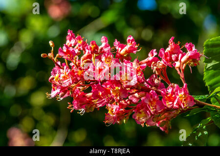 Aesculus x carnea Briotii "' la fioritura rossa cavallo Castagno fiori. Foto Stock