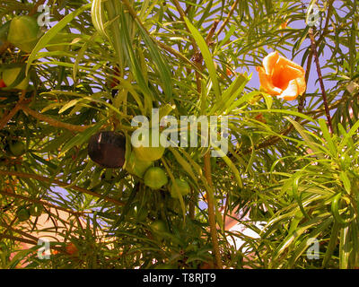 Thevetia peruviana, aka T. neriifolia o giallo oleandri, mostrando fiore e sia mature e frutti immaturi Foto Stock