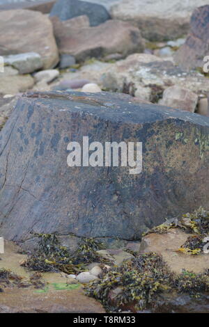 Fossilizzato carbonifero Lepidodendron tronco di albero sulla spiaggia a Crail, Fife, Scozia, Regno Unito. Foto Stock