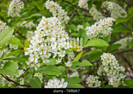 Uccello ramo di ciliegio (Prunus padus) con fiori di colore bianco. Prunus, hackberry, hagberry o Mayday fioriture ad albero nella foresta in primavera. Foto Stock