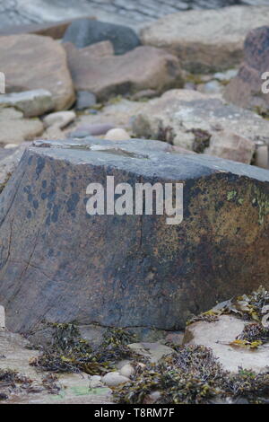 Fossilizzato carbonifero Lepidodendron tronco di albero sulla spiaggia a Crail, Fife, Scozia, Regno Unito. Foto Stock