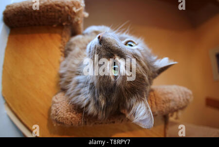 Montreal, Canada,13 Maggio 2019.Close-up di un grigio casa-cat su scale.Montréal, Québec, Canada.Credit:Mario Beauregard/Alamy Live News Foto Stock