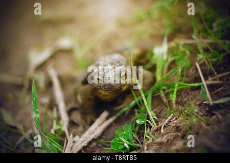 Un dirty little toad con gli occhi gialli si siede sul terreno bagnato tra l'erba verde, illuminata dal sole. Foto Stock