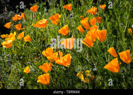 Golden giallo/arancione California papaveri (Eschscholzia californica "Orange King') in un confine di fiori. Foto Stock