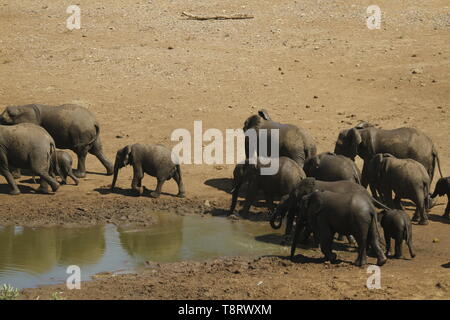 Una mandria di elefanti a giocare a waterhole Foto Stock