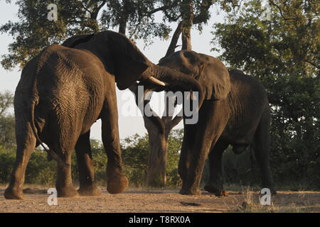 Due elefanti maschi combattimenti Foto Stock