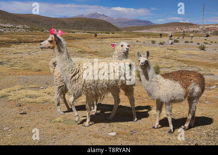 Llamas sull'altiplano, Salar de Uyuni, Bolivia Foto Stock