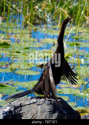 Australasian Darter Bird Foto Stock