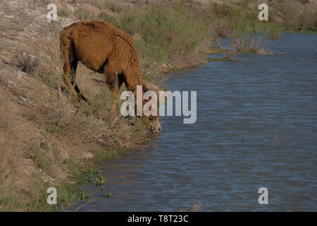 Un cammello selvatico acqua potabile dall'Amu Darya, chiamato anche uma o Amo fiume, nella Repubblica Autonoma del Karakalpakstan entro l Uzbekistan Foto Stock