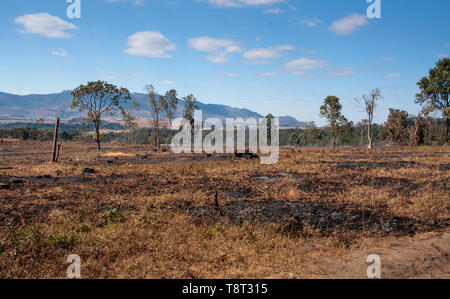 Un campo è bruciato dopo la alberi di pino sono stati liquidati entro la foresta Chongoni Dedza Malawi Foto Stock